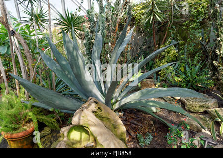 Century plant, Agave americana, Bloedel Conservatory, Vancouver, BC, Canada Banque D'Images