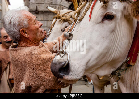 L 'traditionnels' sont des boeufs blancs ont défilé dans les rues de Sienne, le Palio di Siena, Sienne, Italie Banque D'Images