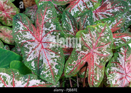 Close-up du vert, rouge et blanc, feuilles d'un Caladium hybride plante Banque D'Images