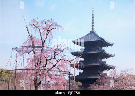 KYOTO, JAPON - 25 mars 2018 : saule pleureur arbre et cerisier en fleurs avec pagode à cinq étages du Temple Tō-ji en bleu ciel. Banque D'Images