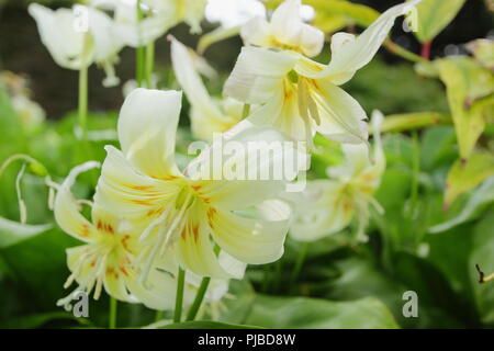 L'Erythronium californicum 'White Beauty' floraison dans un jardin anglais au printemps, UK Banque D'Images