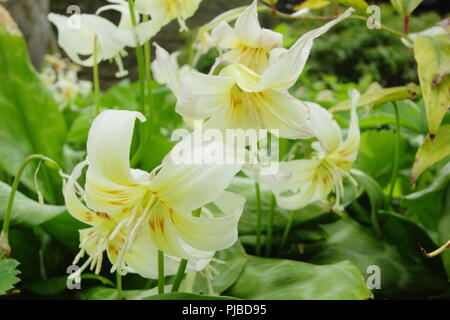 L'Erythronium californicum 'White Beauty' floraison dans un jardin anglais au printemps, UK Banque D'Images