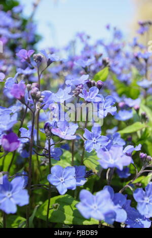 Omphalodes cappadocica 'Cherry Ingram' navelwort en fleurs en mai, UK Banque D'Images