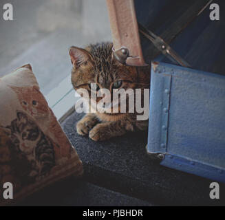 Un chaton timide cache derrière un oreiller et une boîte. Banque D'Images