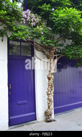 De plus en plus porte puprle Wisteria Banque D'Images