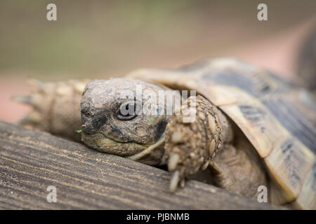 Portrait de la tortue (Testudo hermanni boettgeri) grimper sur un morceau de bois Banque D'Images