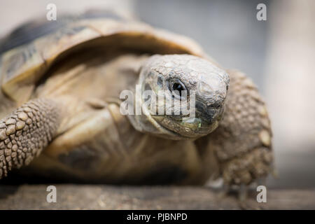 Portrait de la tortue (Testudo hermanni boettgeri) grimper sur un morceau de bois Banque D'Images