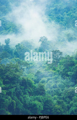 La montagne boisée en pente faible élévation nuage avec le conifère à dans la brume dans un paysage pittoresque voir Banque D'Images