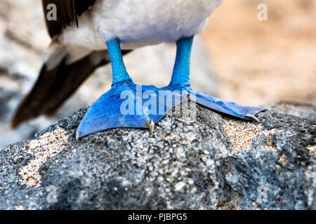 Close up de pieds de fou à pieds bleus. Isla Lobos. Galapagos. L'Équateur Banque D'Images