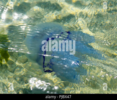 Les méduses de la mer blanche sous l'eau, de prise de vue de dessus Banque D'Images