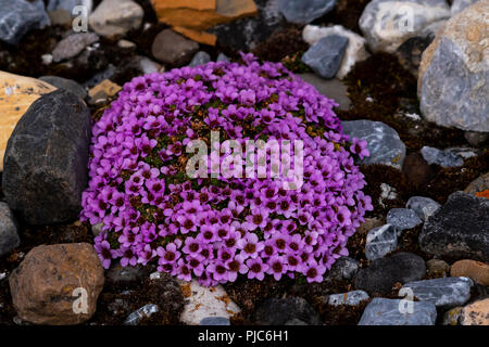 La saxifrage à feuilles opposées (Saxifraga oppositifolia) floraison de Svalbard, Norvège. Banque D'Images