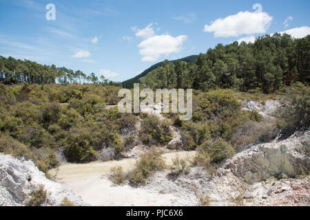 Piscine thermale naturelle avec une végétation luxuriante au wai-o-Tapu zone géothermique de Rotorua, Nouvelle-Zélande Banque D'Images