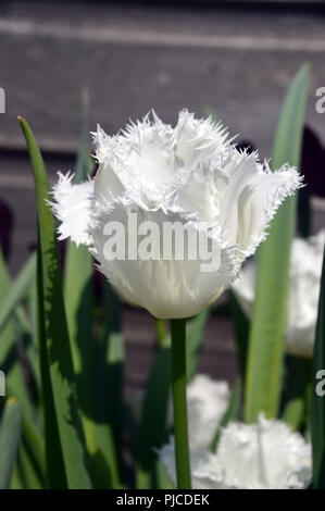 Un seul blanc pur bordé de dentelle Tulip "lune de miel" sur l'affichage à l'RHS Garden Harlow Carr, Harrogate, Yorkshire. Angleterre, Royaume-Uni. Banque D'Images