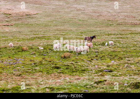 Un troupeau de moutons et de poneys solitaires sur les pentes de Pen-y-Fan, le point le plus élevé sur les Brecon Beacons et dans le sud de la Grande-Bretagne, Powys, Wales, UK Banque D'Images