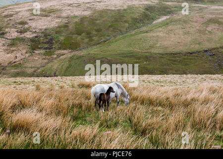 Une jument et son poulain sur les pentes de Pen-y-Fan, le point le plus élevé sur les Brecon Beacons et dans le sud de la Grande-Bretagne, Powys, Wales, UK Banque D'Images