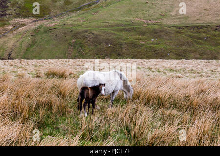 Une jument et son poulain sur les pentes de Pen-y-Fan, le point le plus élevé sur les Brecon Beacons et dans le sud de la Grande-Bretagne, Powys, Wales, UK Banque D'Images