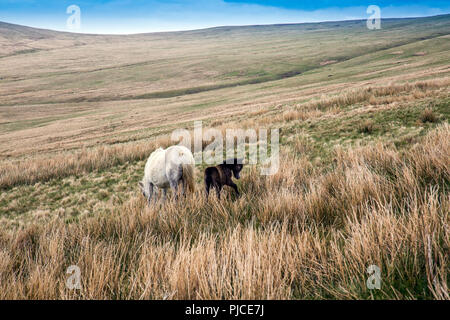 Une jument et son poulain sur les pentes de Pen-y-Fan, le point le plus élevé sur les Brecon Beacons et dans le sud de la Grande-Bretagne, Powys, Wales, UK Banque D'Images