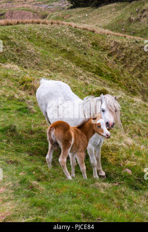 Une jument et son poulain sur les pentes de Pen-y-Fan, le point le plus élevé sur les Brecon Beacons et dans le sud de la Grande-Bretagne, Powys, Wales, UK Banque D'Images