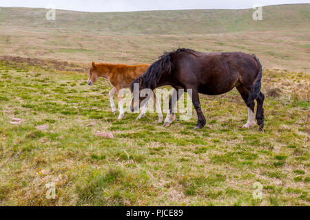 Une jument et son poulain sur les pentes de Pen-y-Fan, le point le plus élevé sur les Brecon Beacons et dans le sud de la Grande-Bretagne, Powys, Wales, UK Banque D'Images