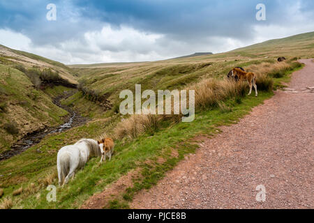 Une jument et son poulain sur les pentes de Pen-y-Fan, le point le plus élevé sur les Brecon Beacons et dans le sud de la Grande-Bretagne, Powys, Wales, UK Banque D'Images