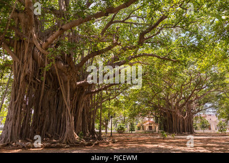 Grand vieux banians, banyan également fig (Ficus benghalensis) dans la région de Parque Miramar, La Havane, Cuba Banque D'Images