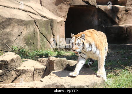 Tigre du Bengale sur le prowl Banque D'Images