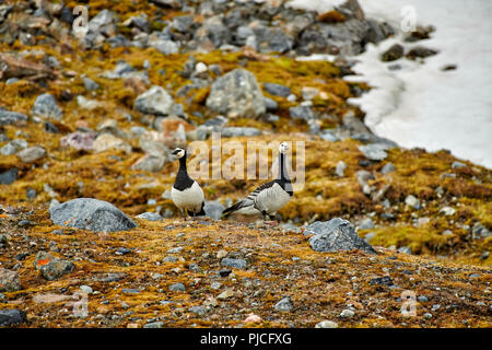 Bernache nonnette (Branta leucopsis), Svalbard, Spitzberg ou l'Europe Banque D'Images