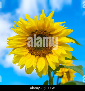 Fleurs d'été fleurs Tournesol jaune avec meadow Banque D'Images