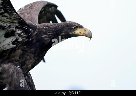 American Eagle 10 Photo Stock - Alamy