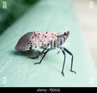 Vu Lanternfly comté de Berks, en Pennsylvanie Banque D'Images