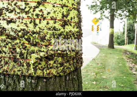 Vu Lanternfly comté de Berks, en Pennsylvanie Banque D'Images