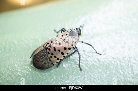 Vu Lanternfly comté de Berks, en Pennsylvanie Banque D'Images