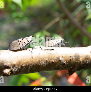 Vu Lanternfly comté de Berks, en Pennsylvanie Banque D'Images