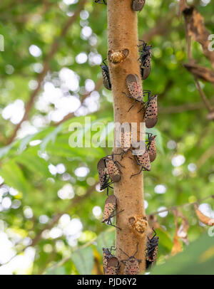 Vu Lanternfly comté de Berks, en Pennsylvanie Banque D'Images