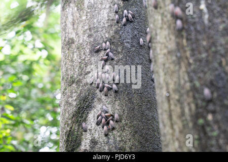 Vu Lanternfly comté de Berks, en Pennsylvanie Banque D'Images