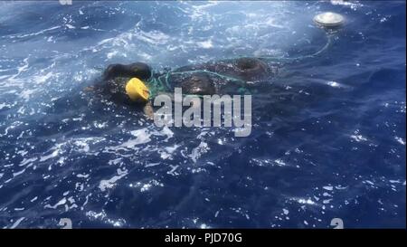 Une flotte de tortues olivâtres piégés dans des filets de pêche abandonnés et à la ligne le 10 juillet 2018, dans l'océan Pacifique. Un garde-côte de Hamilton d'équipage de bateau, couper la tortue gratuitement et enlevé les débris de l'océan. Banque D'Images