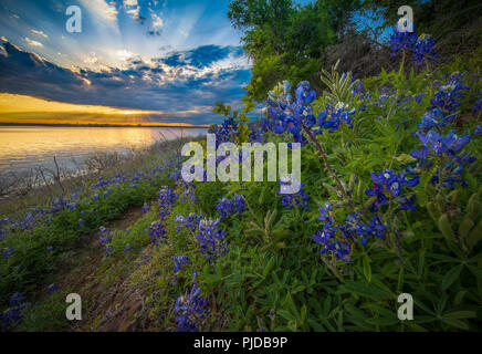 Bluebonnets à Grapevine Lake dans la région de North Texas. Lupinus texensis, le Texas bluebonnet, est une espèce de lupin endémique au Texas. Banque D'Images