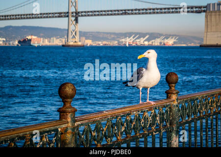 European Herring Gull à San Francisco, Californie Banque D'Images