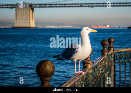 European Herring Gull à San Francisco, Californie Banque D'Images