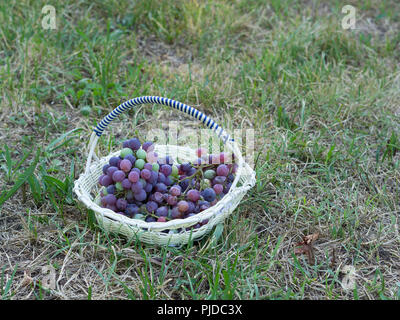 Grappes de raisins noirs recueillis dans un panier sur l'herbe après la récolte Banque D'Images