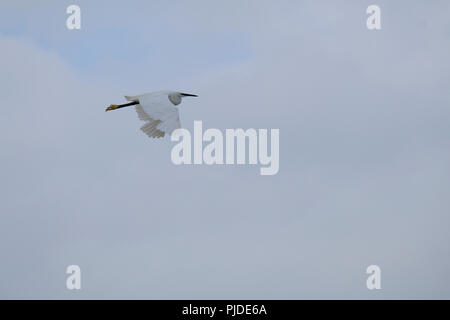 Aigrette garzette en vol, East Preston, West Sussex, UK Banque D'Images