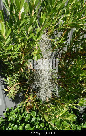 Old Man's Beard, plantes, Tillandsia usneoides mousse espagnole Banque D'Images