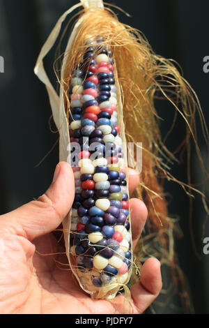 Close up of Glass maïs Gem Banque D'Images