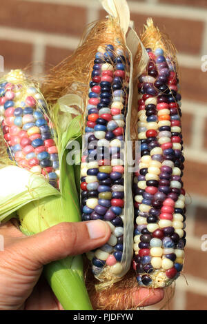 Close up of Glass maïs Gem Banque D'Images