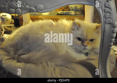 Himalayan chat dans animal lit sous Président, ma mauvaise humeur kitty lol, malheureusement plus autour, mais toujours un plaisir Banque D'Images