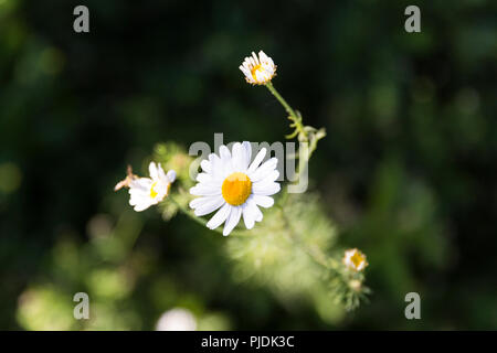 Une petite tête daisy en été la lumière. Banque D'Images