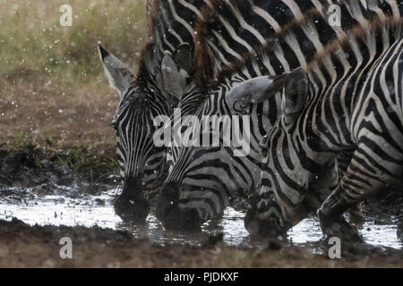 Les zèbres des plaines (Equus quagga) sous la pluie, Seronera, Parc National de Serengeti, Tanzanie Banque D'Images