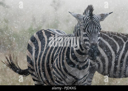 Les zèbres des plaines (Equus quagga) sous la pluie, Seronera, Parc National de Serengeti, Tanzanie Banque D'Images