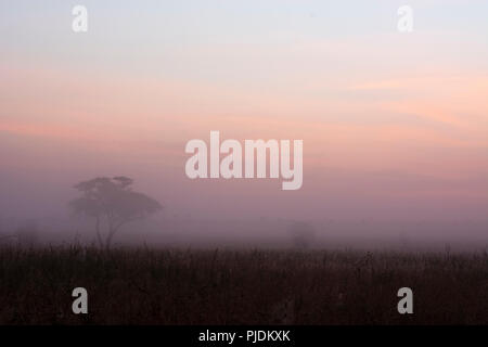 Lever du soleil sur les arbres d'acacia, Seronera, Parc National de Serengeti, Tanzanie Banque D'Images