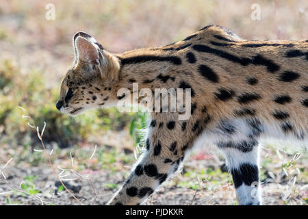 Serval (Leptailurus serval), Ngorongoro Conservation Area, Ndutu Serengeti, Tanzanie, Banque D'Images